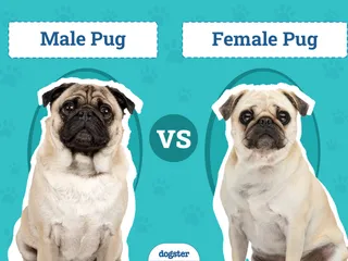 Male vs Female Pug: The Key Differences (With Pictures)