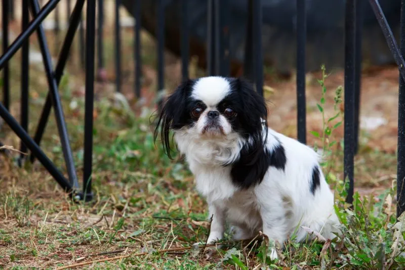 Japanese Chin dog sitting in the park