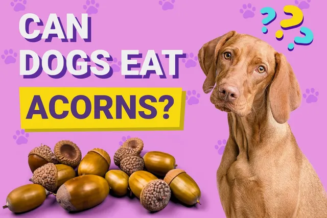 Can Dogs Eat Acorns? Vet-Verified Facts & Safety Guide