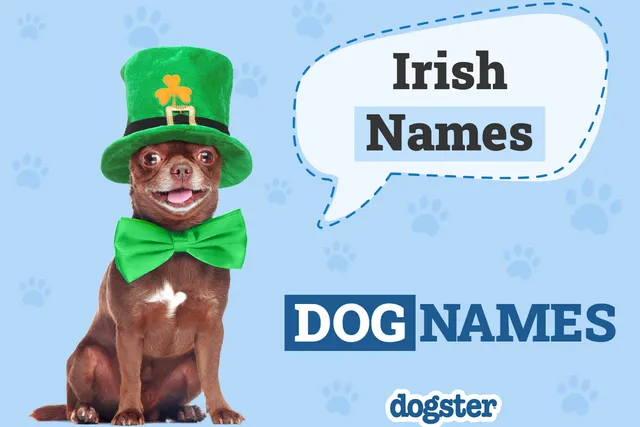 225 Irish Dog Names: Popular Monikers for Lucky Pups