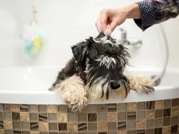 Can You Use Baby Shampoo on Dogs? Vet-Verified Info