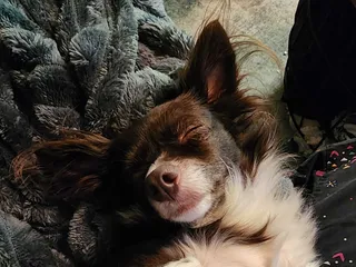 Do Dogs Dream? What I Imagine Penny Dreams About