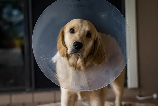 How Long Does It Take Dogs to Recover From Being Spayed? Vet-Reviewed Facts
