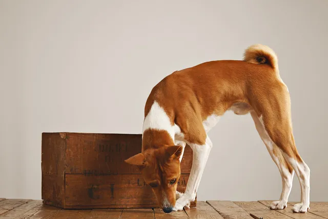 How to Get an Allergy Detection Dog: 5 Vet-Verified Steps