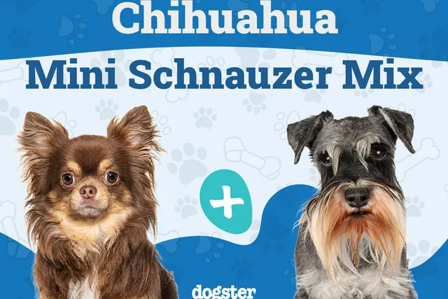 Chizer (Chihuahua & Miniature Schnauzer Mix): Info, Pictures, Care & More