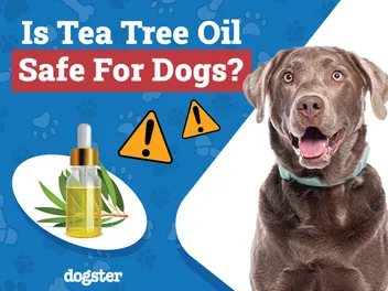 Is Tea Tree Oil Safe for Dogs? Vet-Verified Toxicity & Safety Info