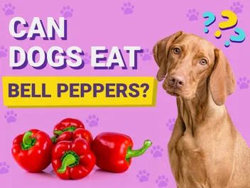 Can Dogs Eat Bell Peppers? Vet-Verified Nutrition Facts & FAQ