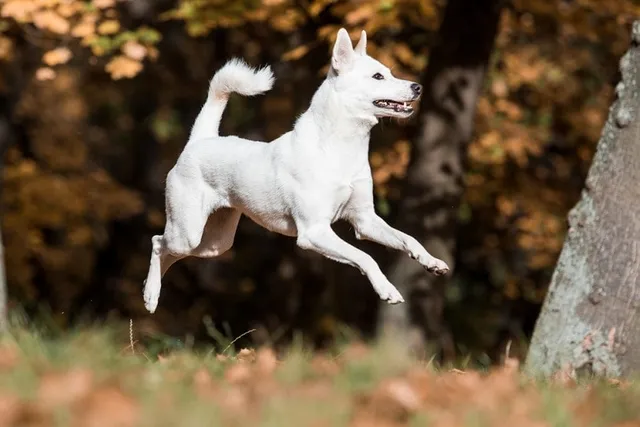 10 Off-Leash Dog Parks in Grand Rapids, MI You Can Visit Today
