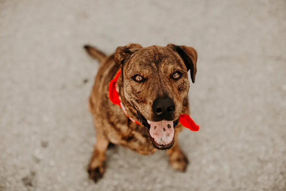Mountain Cur Brindle Mutt in red bandana