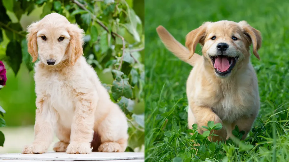 Parent Breeds of Afghan Retriever puppy