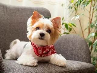 7-Month-Old Puppy: What to Expect (Vet Reviewed)