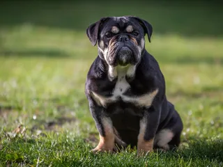 Why Do Bulldogs Have Wrinkles? Facts, Risks & Preventive Care (Vet-Reviewed)