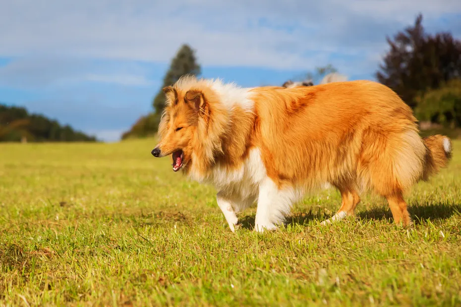 collie dog gagging