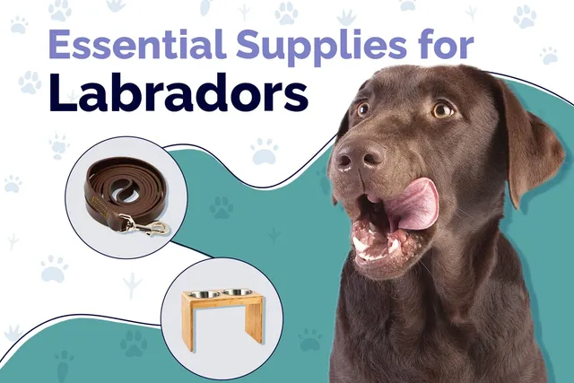 20 Essential Labrador Supplies to Get You Started: 2026 Guide
