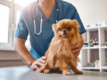 How to Calm a Dog Down at the Vet’s Office: 8 Expert Tips