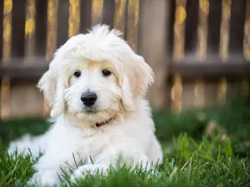 11 Best Dog Foods for Goldendoodles in 2026 - Reviews & Top Picks