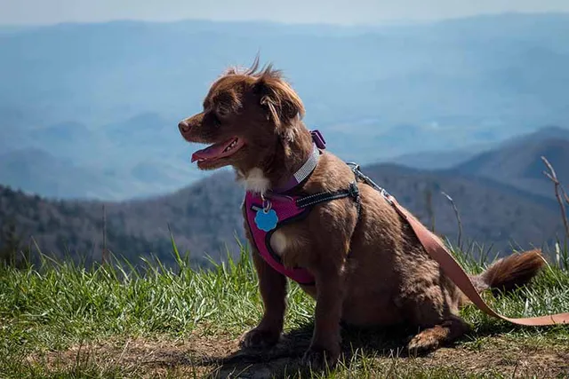 10 Dog-Friendly Hiking Trails in Michigan (2026 Guide)