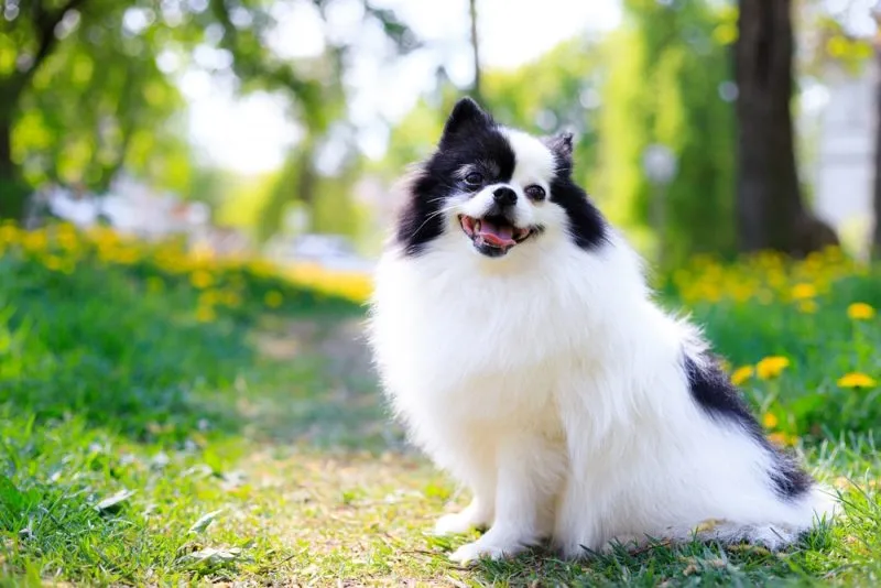 pomeranian-standing-on-the-grass