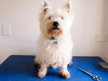 5 Awesome Westie Haircuts & Styles (With Pictures)