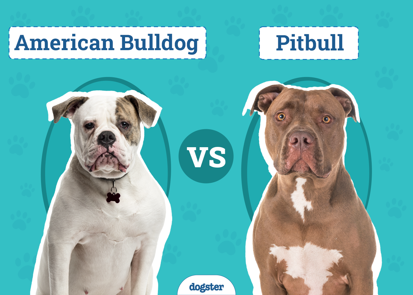 American Bulldog vs Pitbull