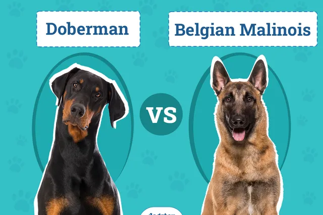 Doberman vs Belgian Malinois: The Differences (With Pictures)