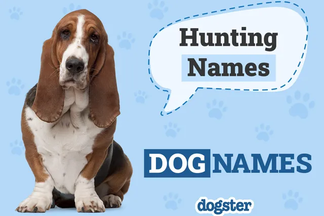 150+ Hunting Dog Names: Tough & Fierce Names for Your Pup