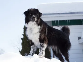 Do Dogs Understand the Changing of the Seasons? Vet-Verified Facts & FAQ