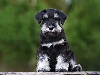 How To Potty Train a Miniature Schnauzer: 11 Vet-Approved Tips & Tricks
