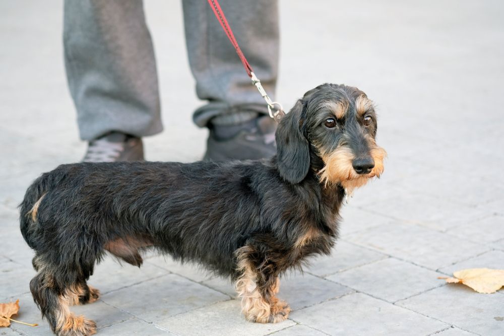 Miniature-wire-haired-dachshund-on-a-red-leash