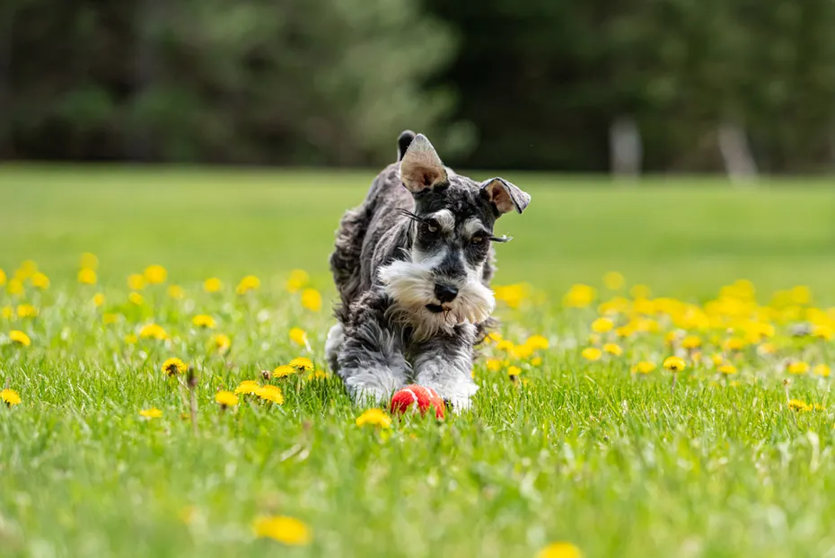one salt and pepper mini schnauzer puppy chasing red ball, running happily on green grass with yellow dandelions