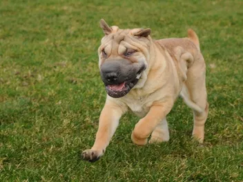 Are Shar Peis Aggressive? Facts & FAQ
