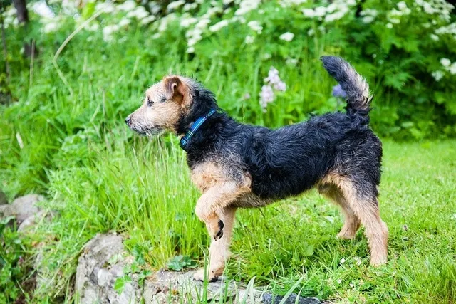 Understanding Dog Body Language: Vet-Approved Guide With Pictures