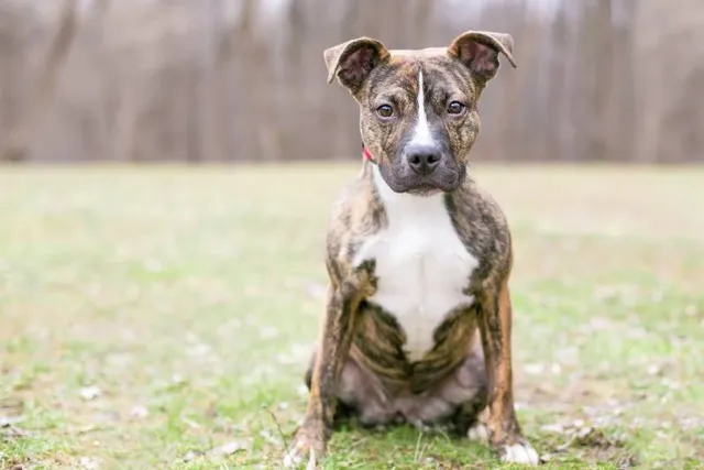 Brindle Pitbull: Info, Pictures, History & Origin