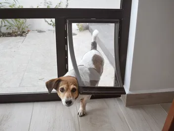 How to Train Your Dog to Use a Doggie Door: 6 Vet-Approved Tips