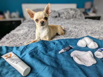Ned's Weepy Peepers: Solving the Problem of Giving Eye Drops to Dogs (with Video)