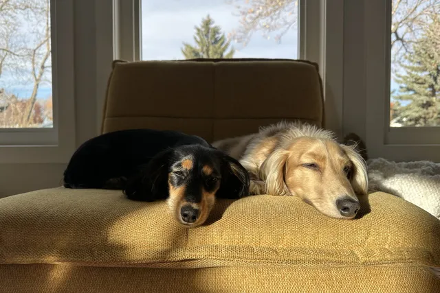 Sausage Party: Adding a Second Dachshund to the Mix