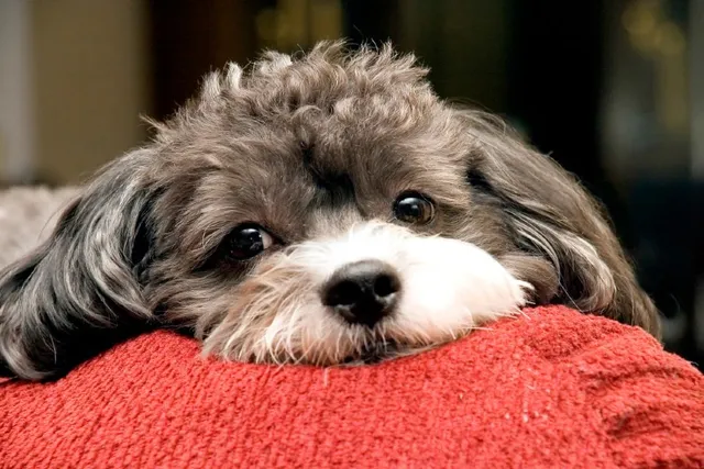 Poogle (Poodle & Beagle Mix): Info, Pictures, Care Guide & More