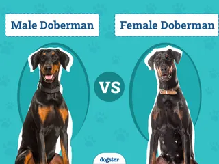 Male vs Female Dobermans: Vet-Reviewed Differences (With Pictures)