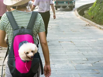 8 Best Dog Backpack Carriers in 2026 - Reviews & Top Picks