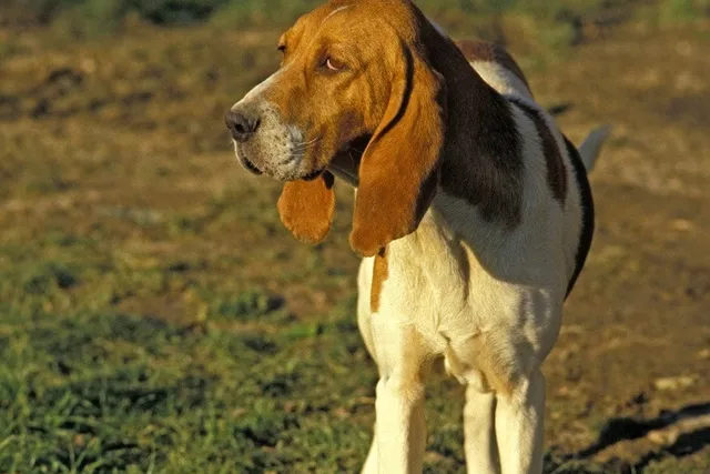 Artois Hound Dog Breed: Info, Pictures, Traits & Care