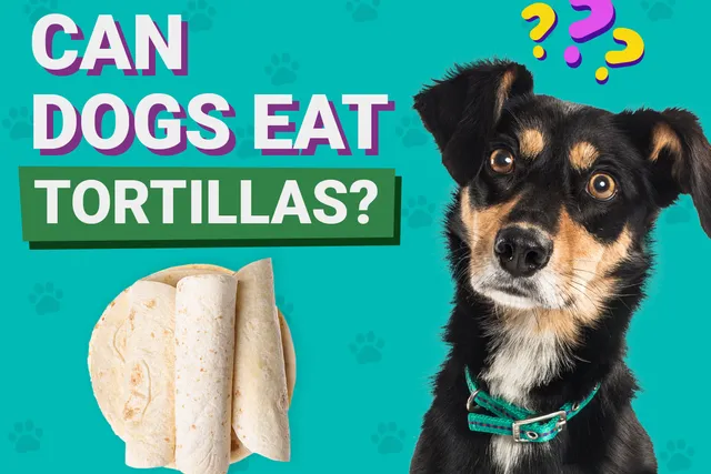Can Dogs Eat Tortillas? Vet-Verfied Nutrition Facts & Better Alternatives