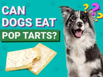 Can Dogs Eat Pop-Tarts? Vet-Verified Risks & Alternatives