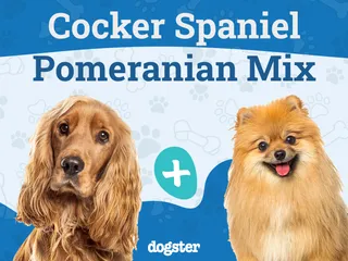 Cockeranian Mixed Dog Breed: Info, Pictures, Care & More