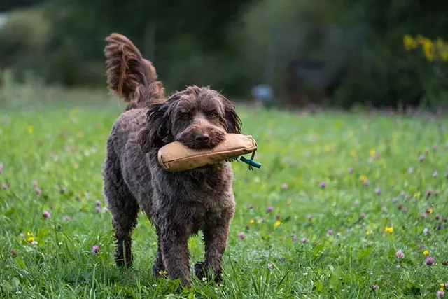 Chocolate Labradoodle: Info, Pictures, History & More