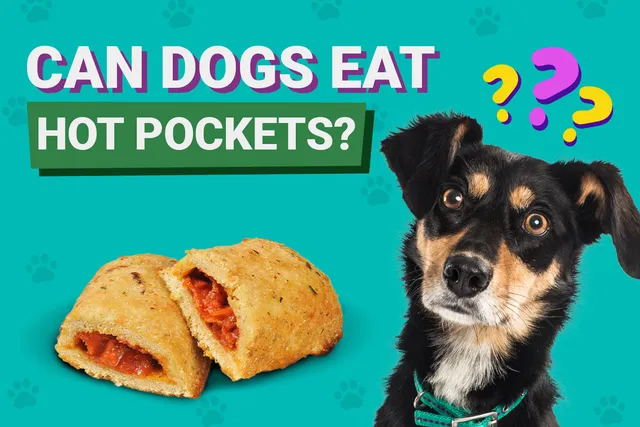 Can Dogs Eat Hot Pockets? Vet-Verified Facts & Safety Guide