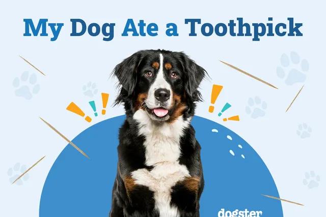 My Dog Ate a Toothpick: Should I Be Worried? Our Vet Answers