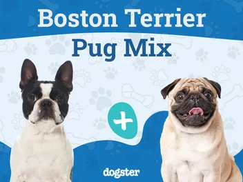 Bugg Dog Breed: Info, Pictures, Care, & Facts