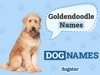 325+ Adorable Goldendoodle Names