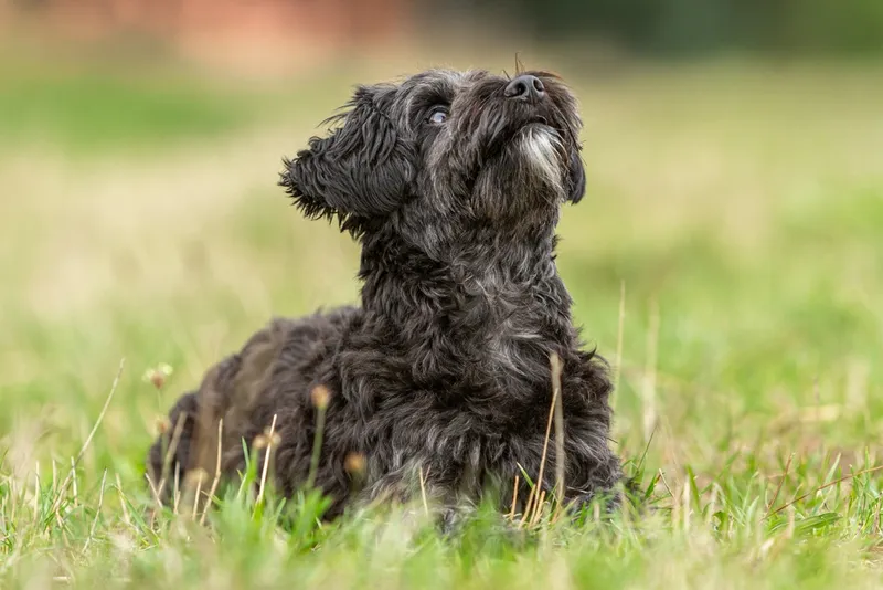 yorkiepoo-dog-on-a-meadow-in-summer-outdoors