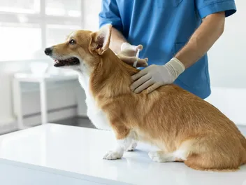 Adequan for Dogs: Uses, Side Effects & History (Vet Answer)